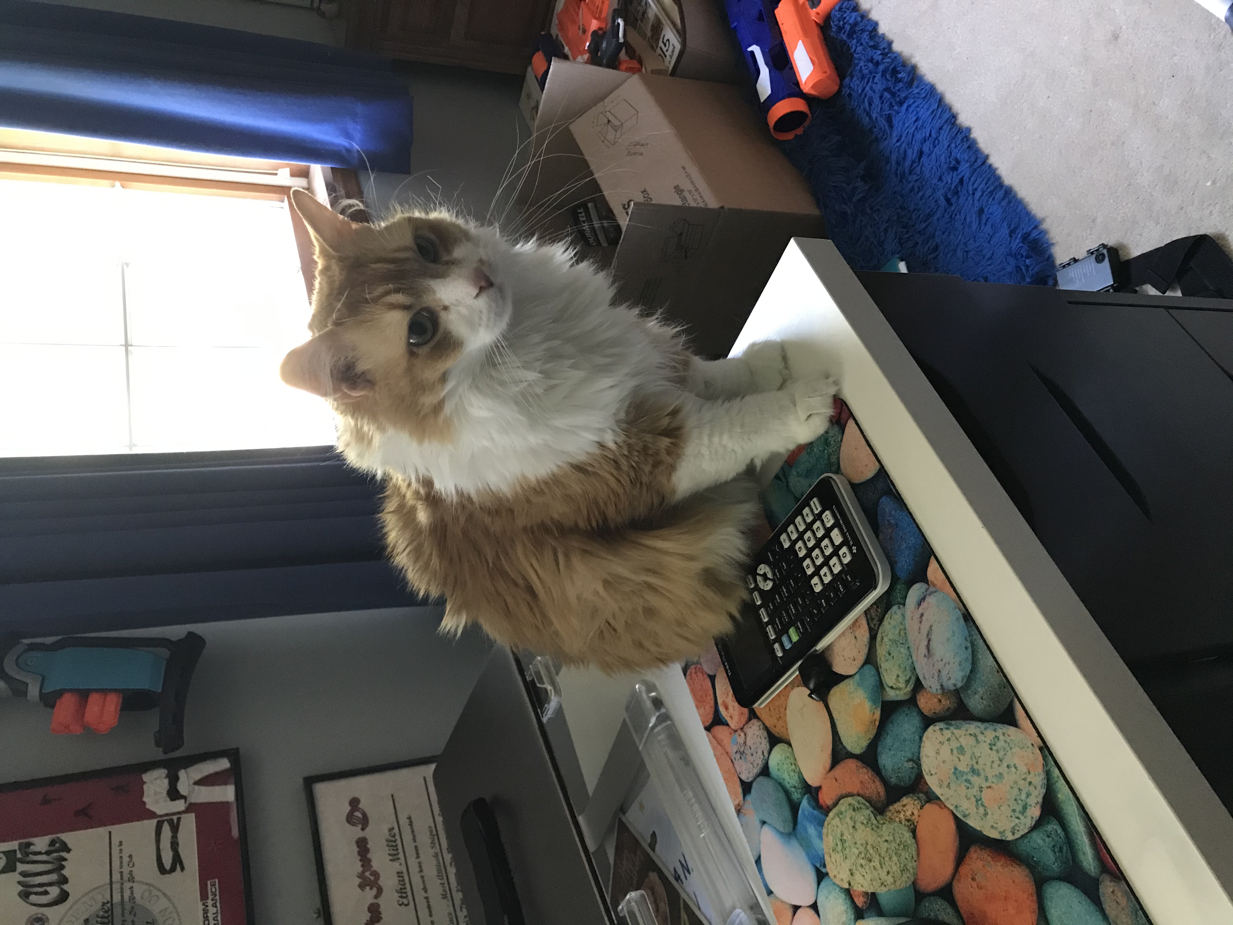 kittiman